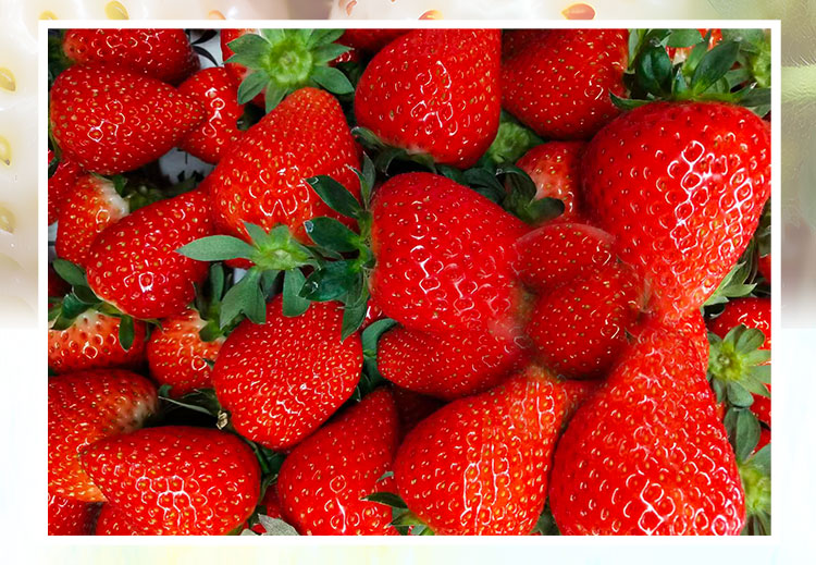 草莓1920網(wǎng)50像素2025年3月12日網(wǎng)頁_05.jpg 草莓1920網(wǎng)50像素2025年3月12日網(wǎng)頁_05.jpg