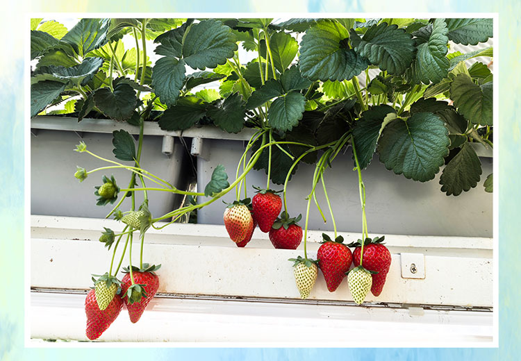 草莓1920網(wǎng)50像素2025年3月12日網(wǎng)頁_07.jpg 草莓1920網(wǎng)50像素2025年3月12日網(wǎng)頁_07.jpg